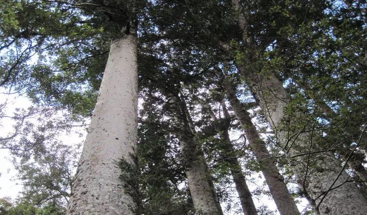 Kauri  Agathis australis