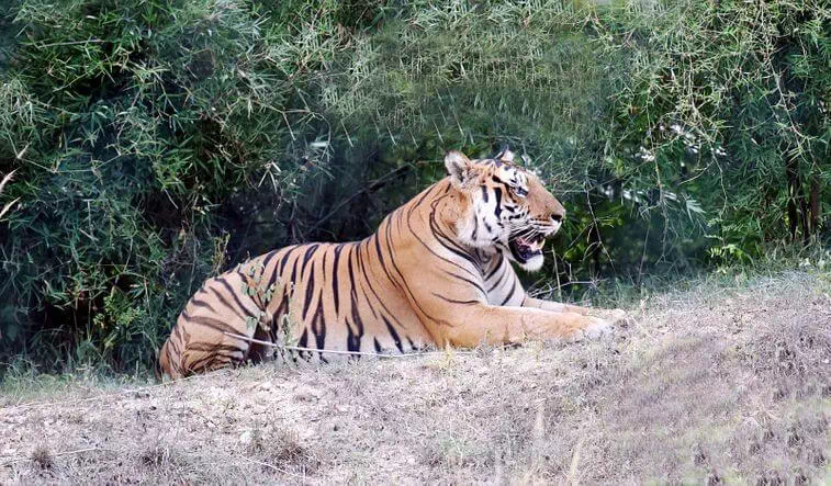 Bannerghatta National Park