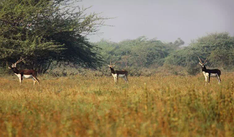 Blackbuck National Park