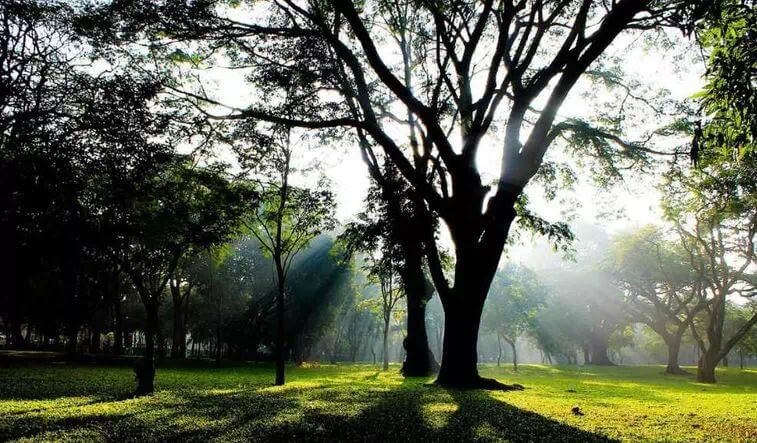 Cubbon Park