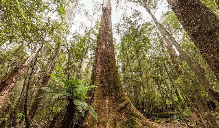 Eucalyptus Regnans