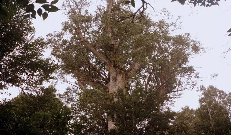 Gothmog tree