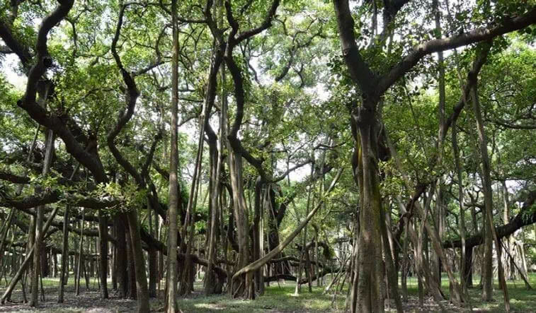 Great Banyan Tree