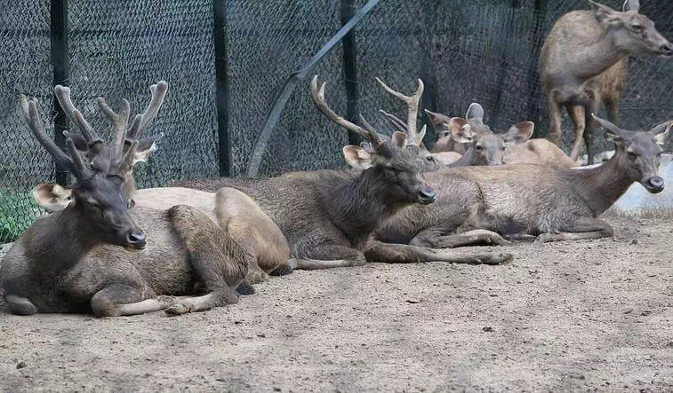 Guindy National Park