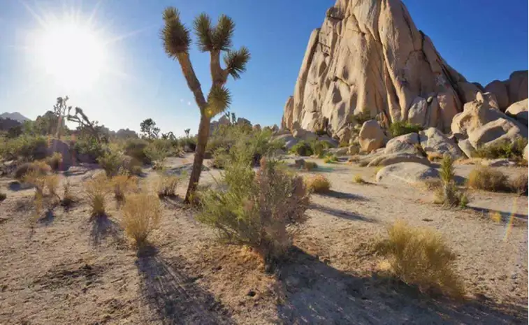 Joshua Tree National Park