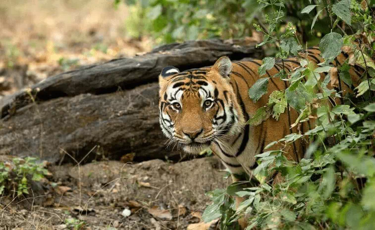 Kanha Tiger Reserve National Park Information