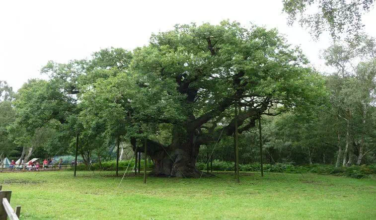 Major Oak