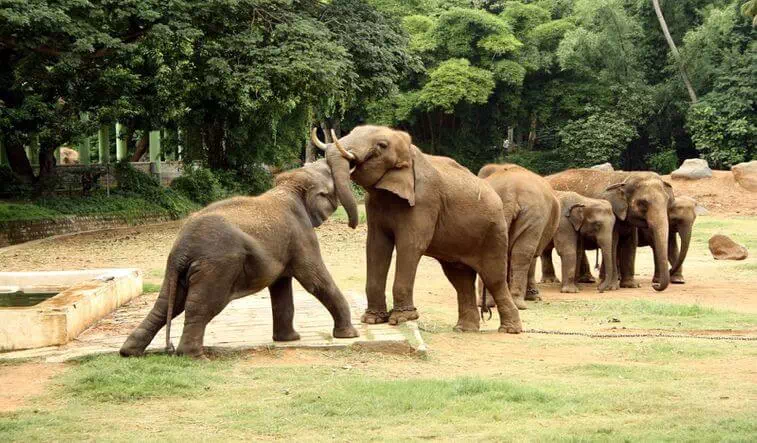 Mysore Zoo