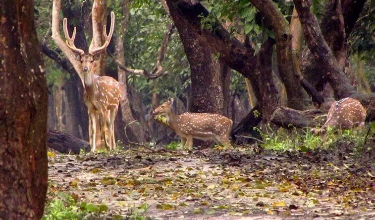 Nagarhole National Park