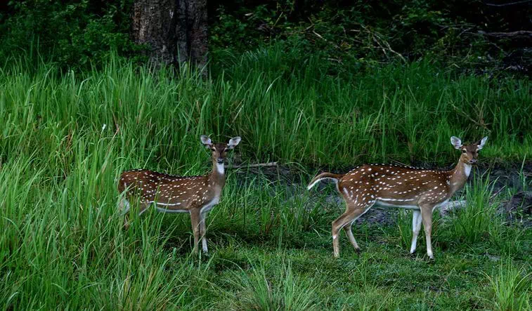 Nagarhole National Park