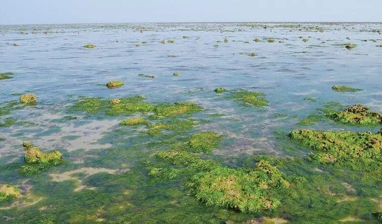 Narara Marine National Park