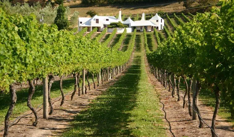 New Zealand wine trail
