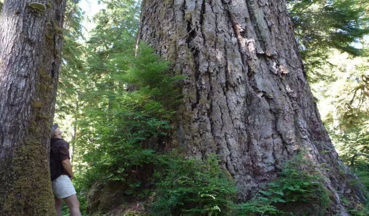 Queets River Spruce