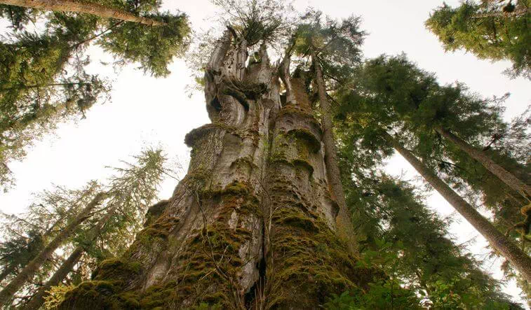 Quinault Lake Redcedar