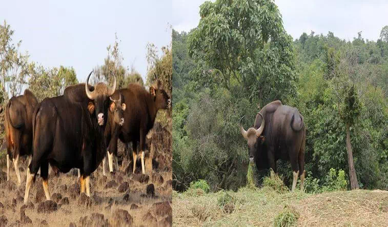 Radhanagari Bison Sanctuary