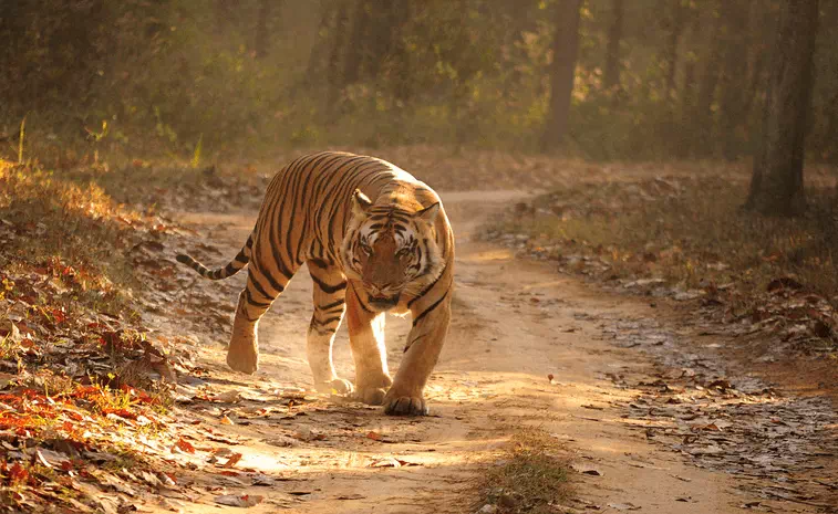 Ranthambore National Park Safari