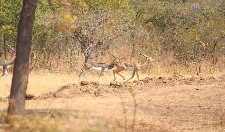 Rehekuri Blackbuck Sanctuary