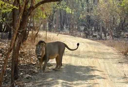 Top 5 National Park Of The Gujarat State Of India