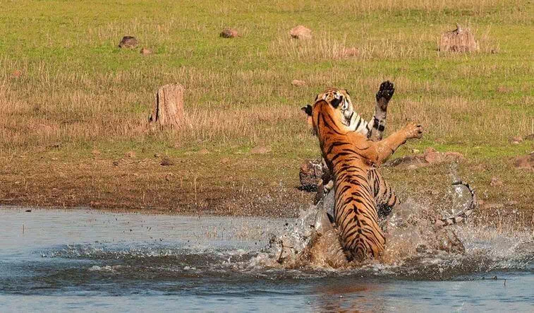 Tadoba Andhari Tiger Reserve