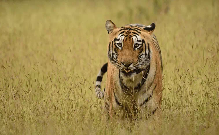 Tadoba National Park