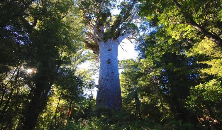 Tane Mahuta