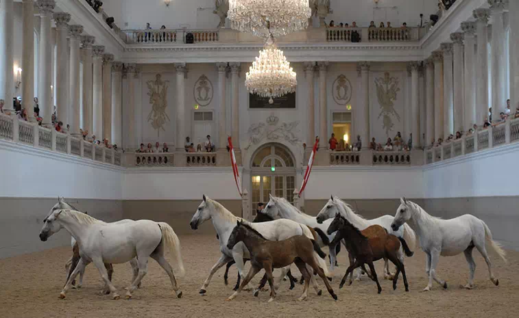 The Spanish Riding School