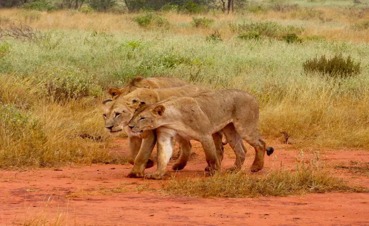 Tsavo East National Park