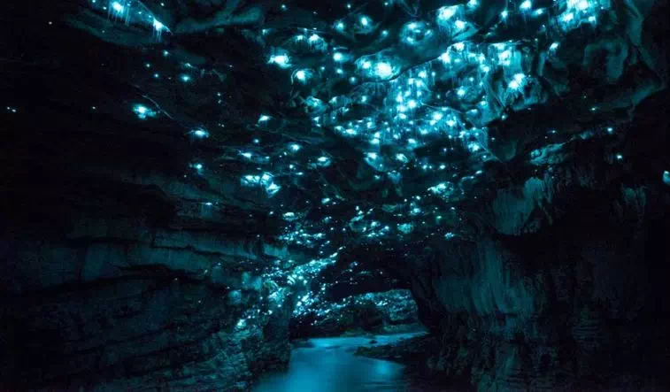 Waitomo Glowworm Caves